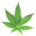 mariguana 1