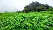 mariguana 4
