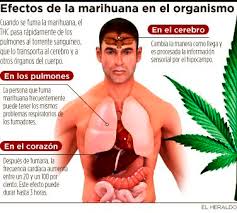 mariguana 7